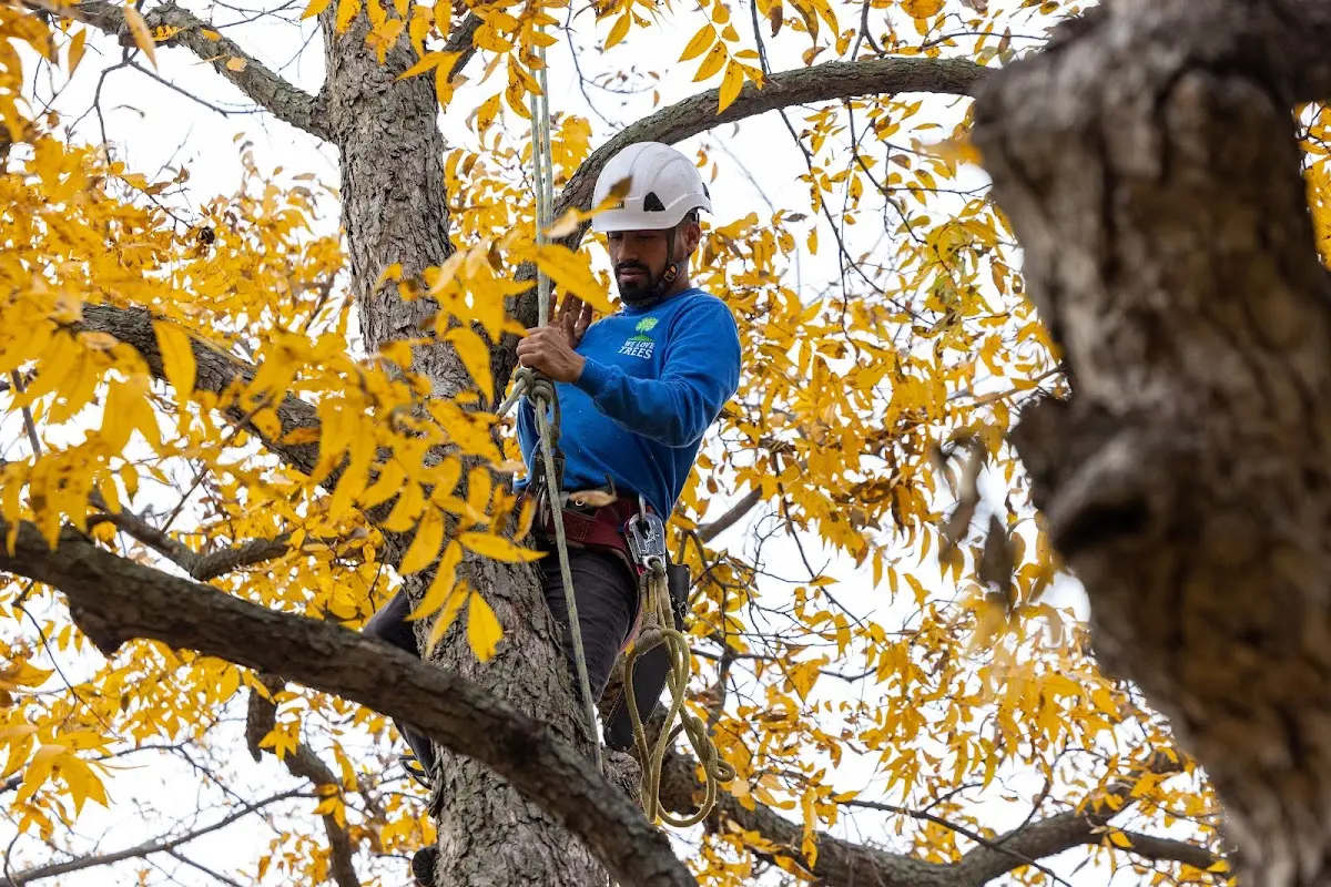 Skilled Tree Planting crew working in Edinboro
