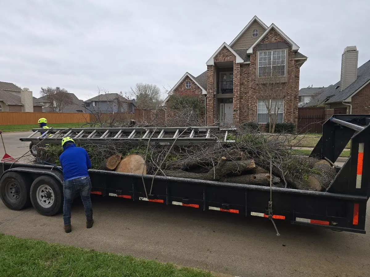 Expert Tree Removal with proper safety equipment in Edinboro